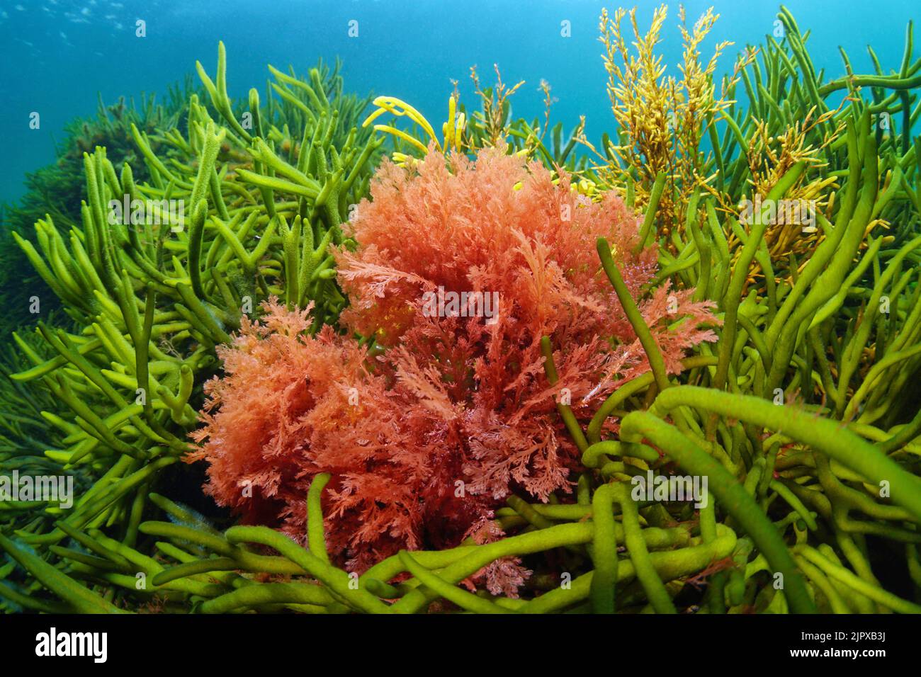 Rotalge Plocamium cnorpelagineum und Grünalge Codium tomentosum, unter Wasser im Atlantik, Spanien Stockfoto