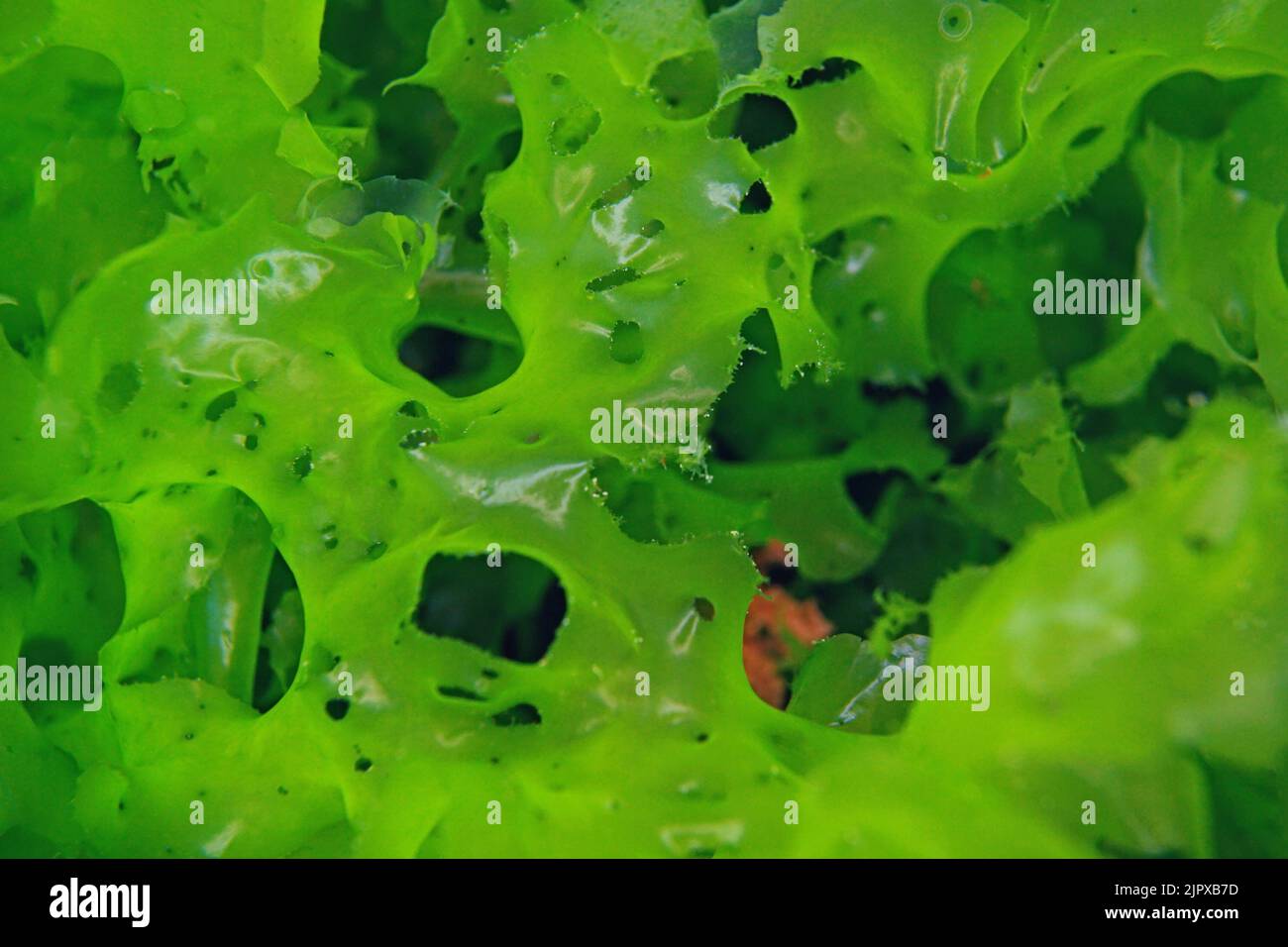 Meeressalat essbare Grünalge, Ulva lactuca aus der Nähe, unter Wasser im Atlantischen Ozean, Spanien Stockfoto