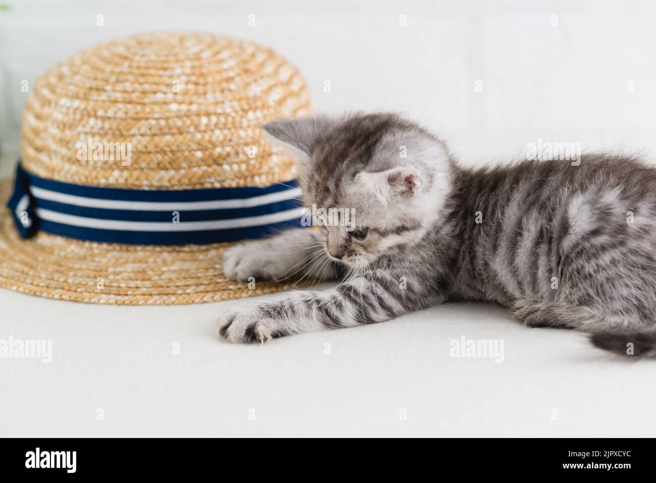 Ein kleines, schön gestreiftes grau-weißes Kätzchen spielt neben einem Strohhut. Selektiver Fokus Stockfoto