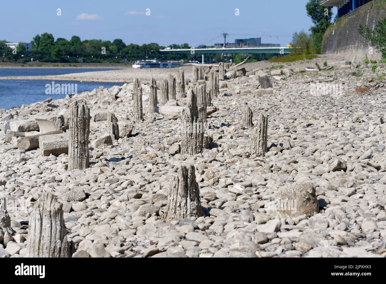 Niedrigwasser auf dem rhein 2022 entstehen in köln geheimnisvolle Holzstapel aus dem rhein Stockfoto