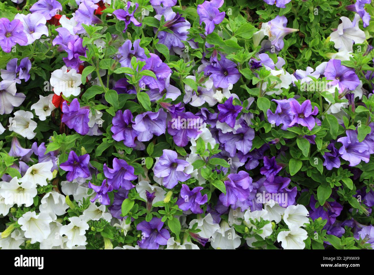 Petunia, weiß, lila blau, überhängende Gartenwand, Gartenarbeit, Pflanzen, Blumen, Norfolk, England, Großbritannien Stockfoto