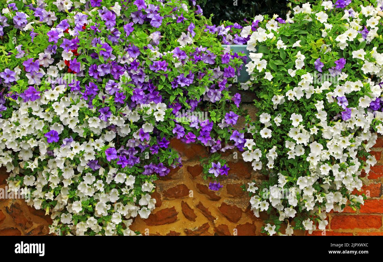 Petunia, weiß, lila blau, überhängende Gartenwand, Gartenarbeit, Pflanzen, Blumen, Norfolk, England, Großbritannien Stockfoto