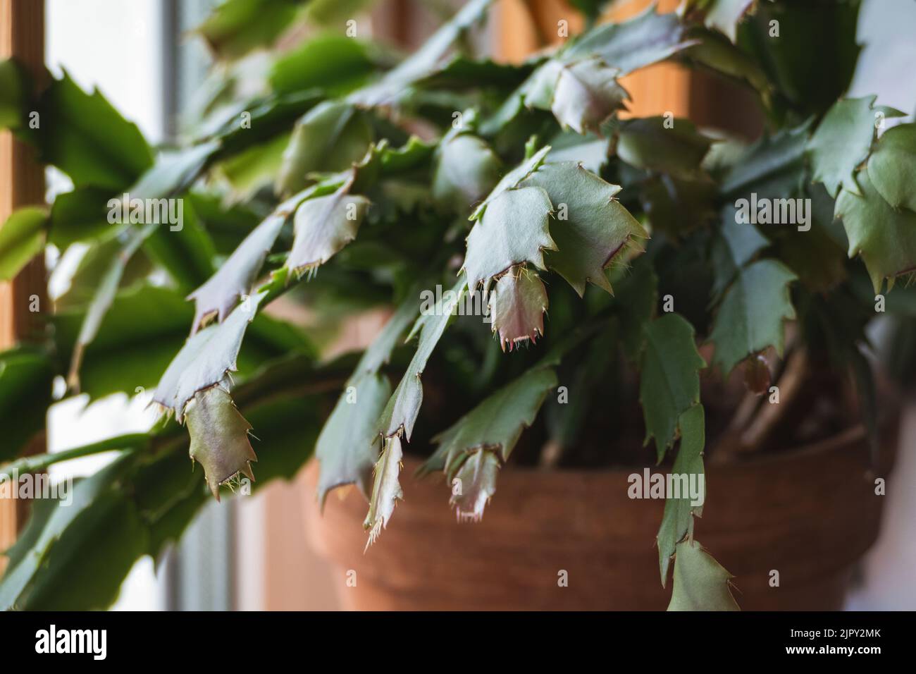Schlumbergera truncata, Thanksgiving oder Crab Kaktus Pflanzen wachsen neue Blätter Stockfoto