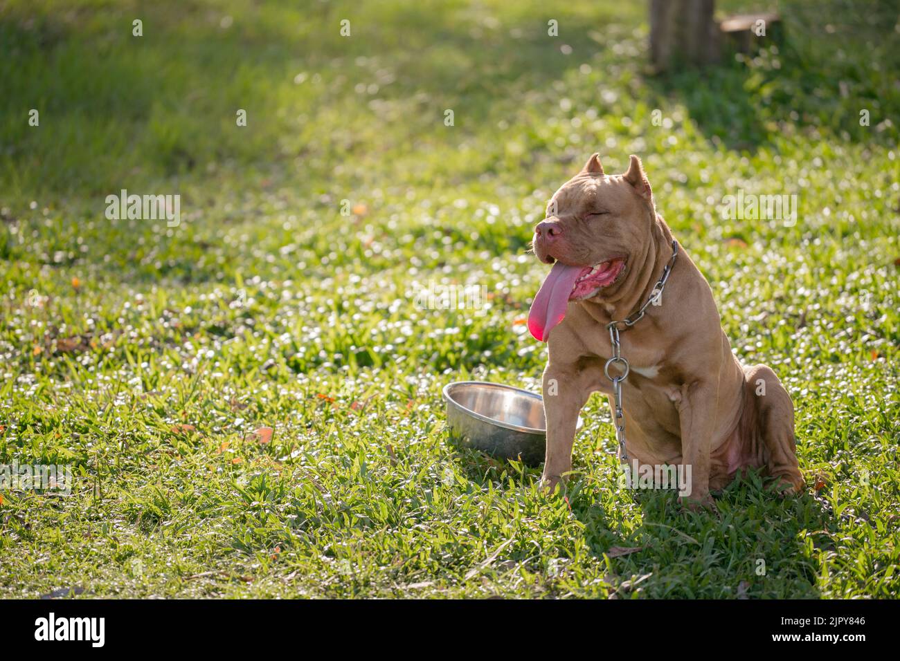 Brauner Pitbull-Welpe auf dem grünen Feld. Stockfoto