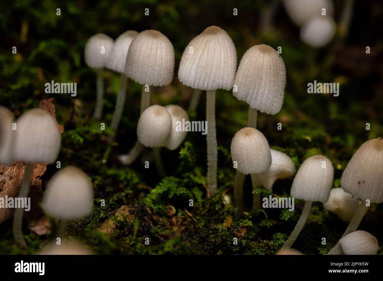 Trooping Crumble Cap oder Fairy Inkcap (Coprinellus disseminatus) sprießen aus der Basis eines Tulpenbaums. Raleigh, North Carolina. Stockfoto