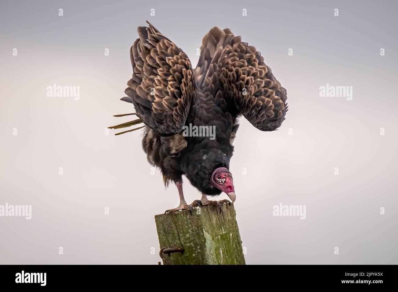 Ein Putengeier (Cathartes Aura) dehnt sich aus und scheint eine Yoga-Pose zu machen, die man den absteigenden Hund nennt. Raleigh, North Carolina. Stockfoto