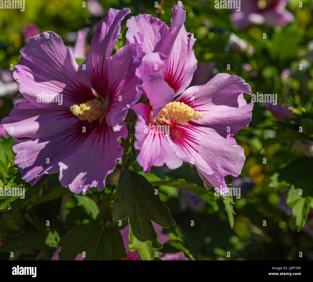 Pink Hibiscus syriacus blüht in den garden.Common Namen als Rose von Sharon, syrischer Ketmia, Strauch althea und Rosenmalbe. Es ist die nationale Blume von Stockfoto