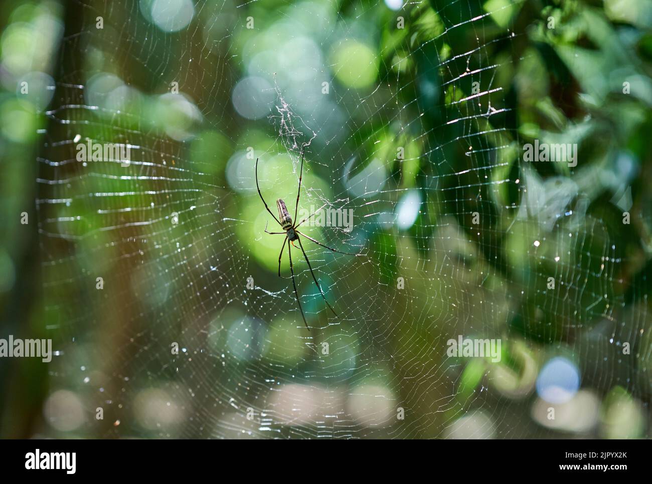 Eine große Spinne in einem Netz in einem grünen Wald, mit Abendsonne. Stockfoto