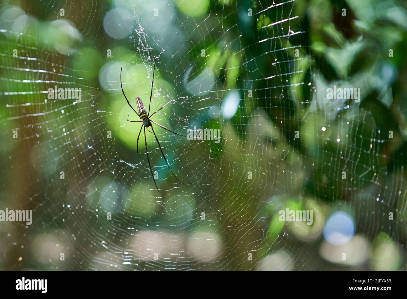 Eine große Spinne in einem Netz in einem grünen Wald, mit Abendsonne. Stockfoto