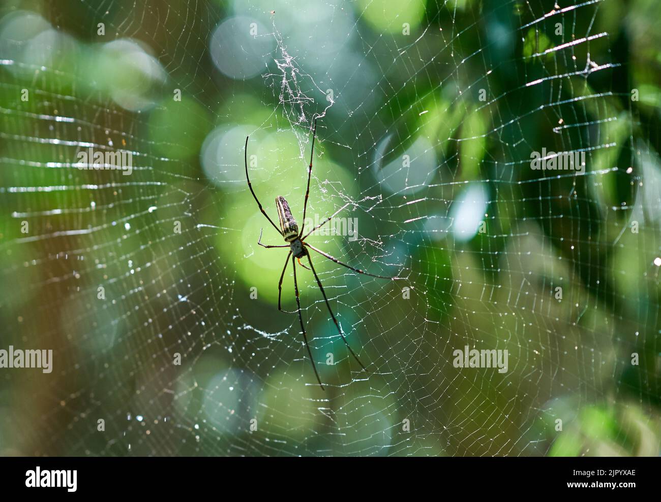 Eine große Spinne in einem Netz in einem grünen Wald, in Abendsonne. Stockfoto