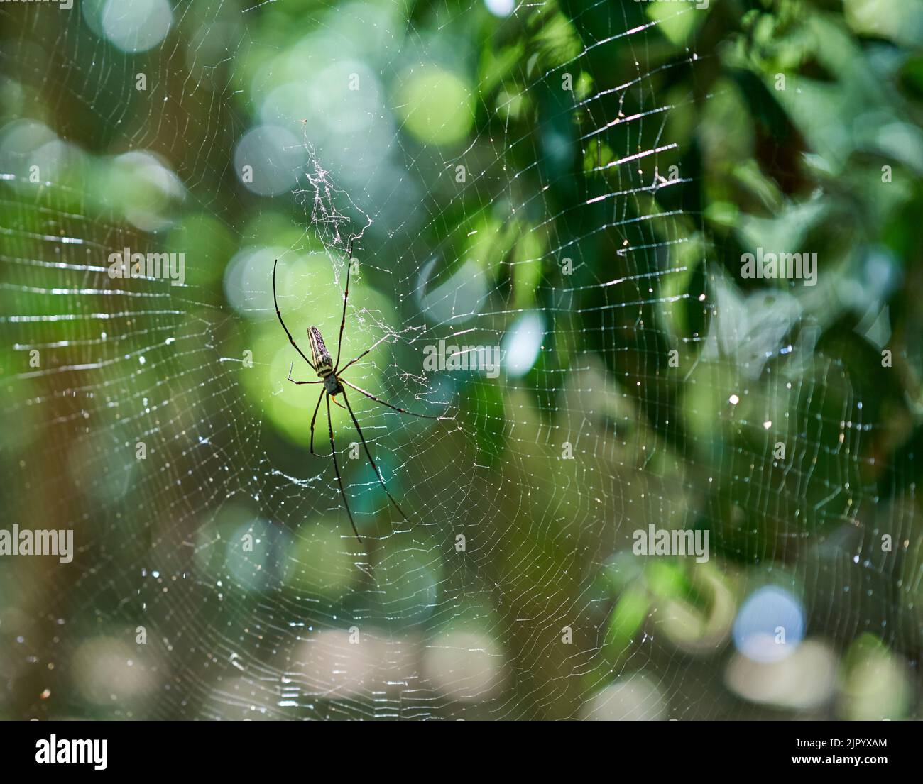 Eine große Spinne in einem Netz in einem grünen Wald, in Abendsonne. Stockfoto