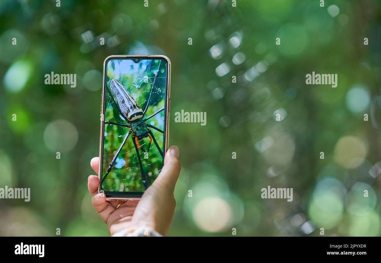 Mit einem Smartphone ein Foto einer großen Spinne im Netz im Wald machen. Stockfoto