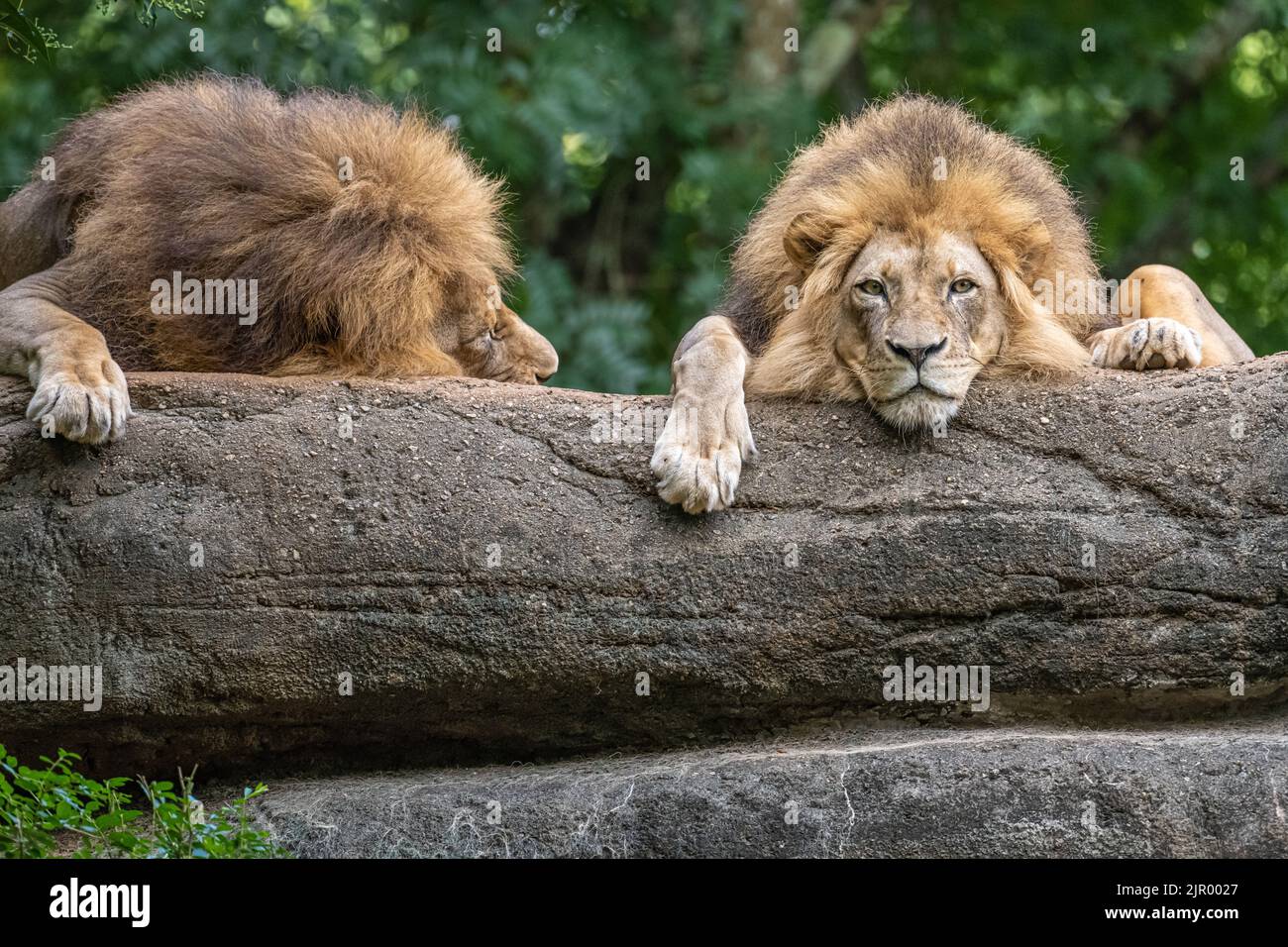 Zwei verscheucht Bruder Löwen (Panthera leo) im Zoo Atlanta in der Nähe der Innenstadt von Atlanta, Georgia. (USA) Stockfoto