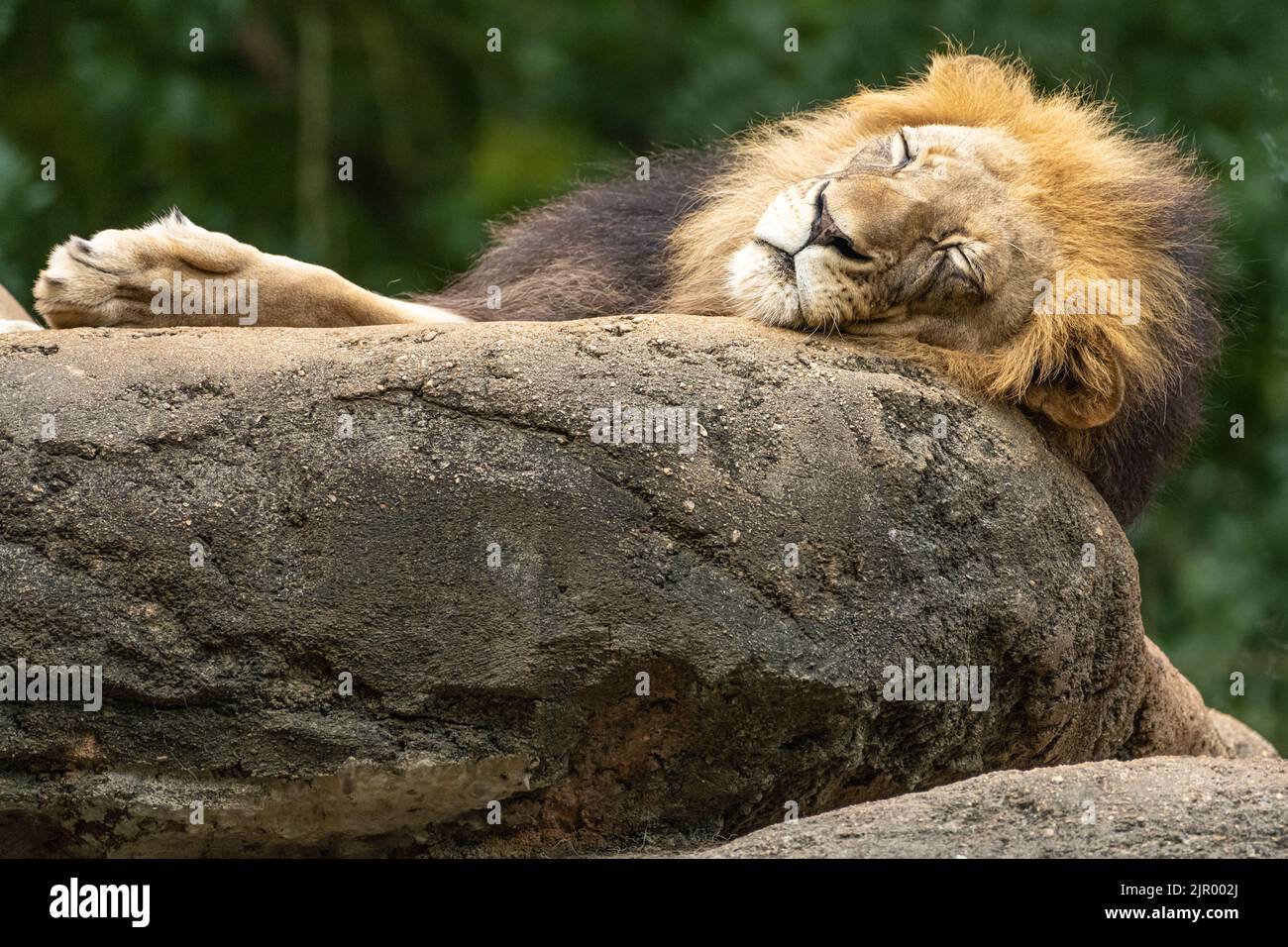 Schlafender afrikanischer Löwe (Panthera leo) im Zoo Atlanta in der Nähe der Innenstadt von Atlanta, Georgia. (USA) Stockfoto