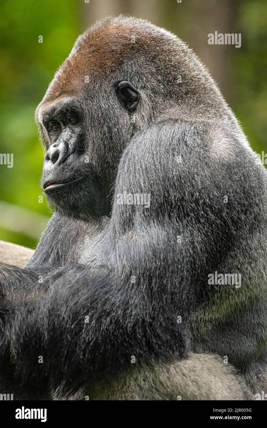 Silverback Western-Flachland-Gorilla im Zoo Atlanta in der Nähe der Innenstadt von Atlanta, Georgia. (USA) Stockfoto