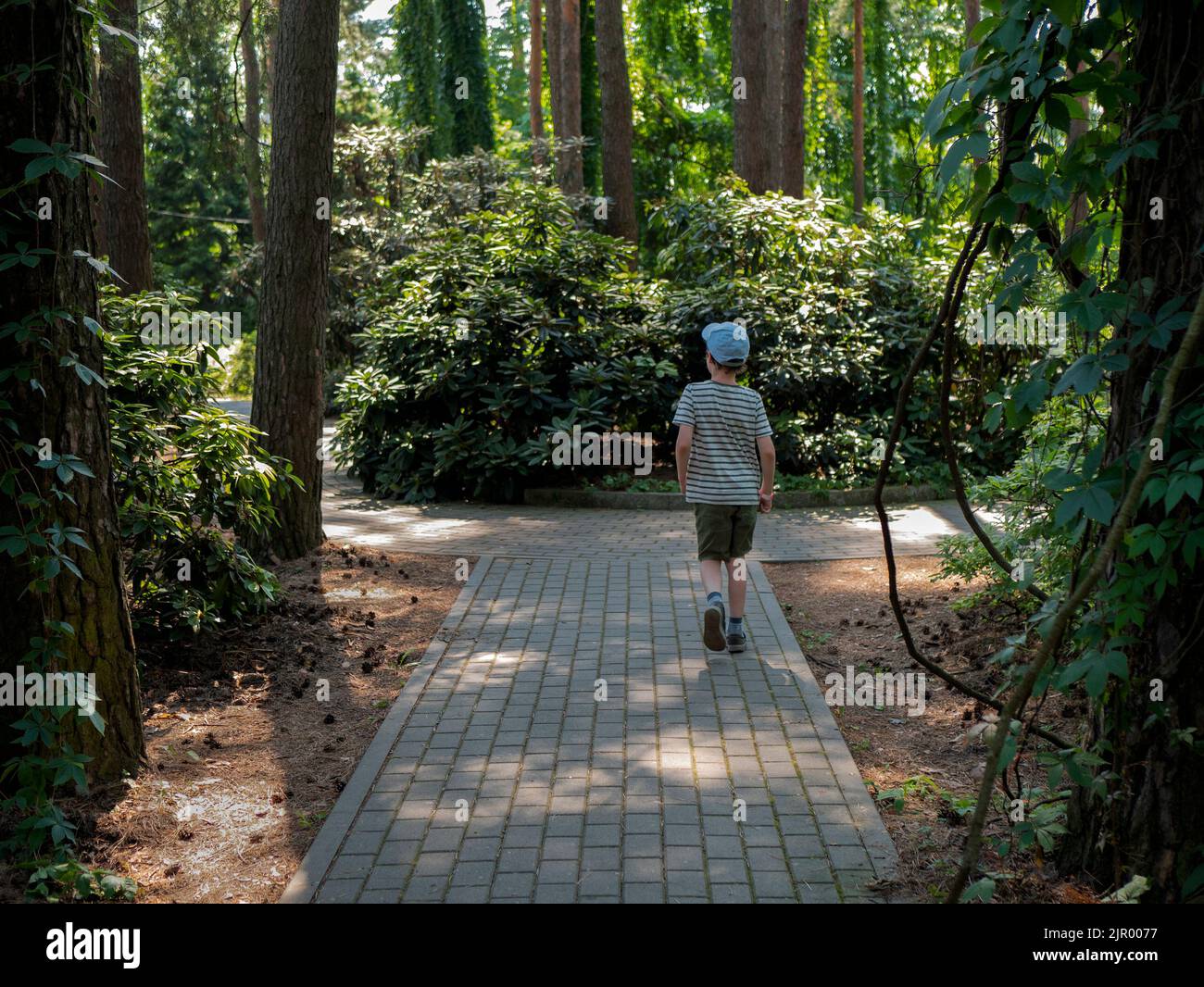 Boy ist zu Fuß zwischen den Schattierungen der Bäume im botanischen Garten, selektive Fokus. Junger Naturliebhaber Stockfoto