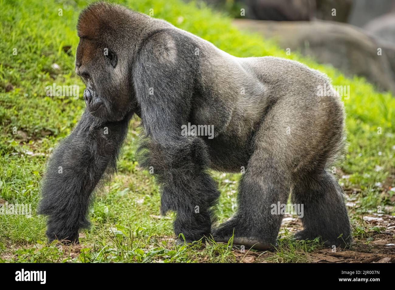 Silverback-Gorilla-Spaziergang im westlichen Flachland im Zoo Atlanta in Atlanta, Georgia. (USA) Stockfoto