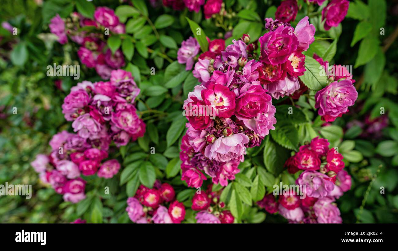 Eine Nahaufnahme von rosa Miniaturrosen Stockfoto