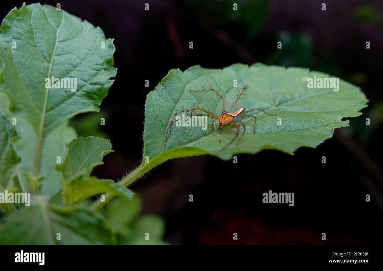 Der zweigestreifte Pullover, oder Telamonia dimidiata, ist eine springende Spinne, die in verschiedenen tropischen Regenwäldern Asiens in Laub in bewaldeten Umgebungen gefunden wird. Stockfoto