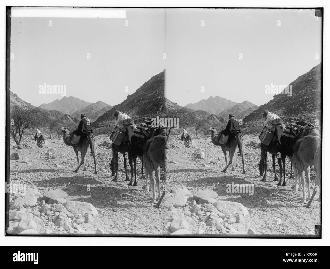 Zum Sinai, über das Rote Meer, Tor, und Wady Hebran. Caravan aufsteigend Wady Hebran. Stockfoto