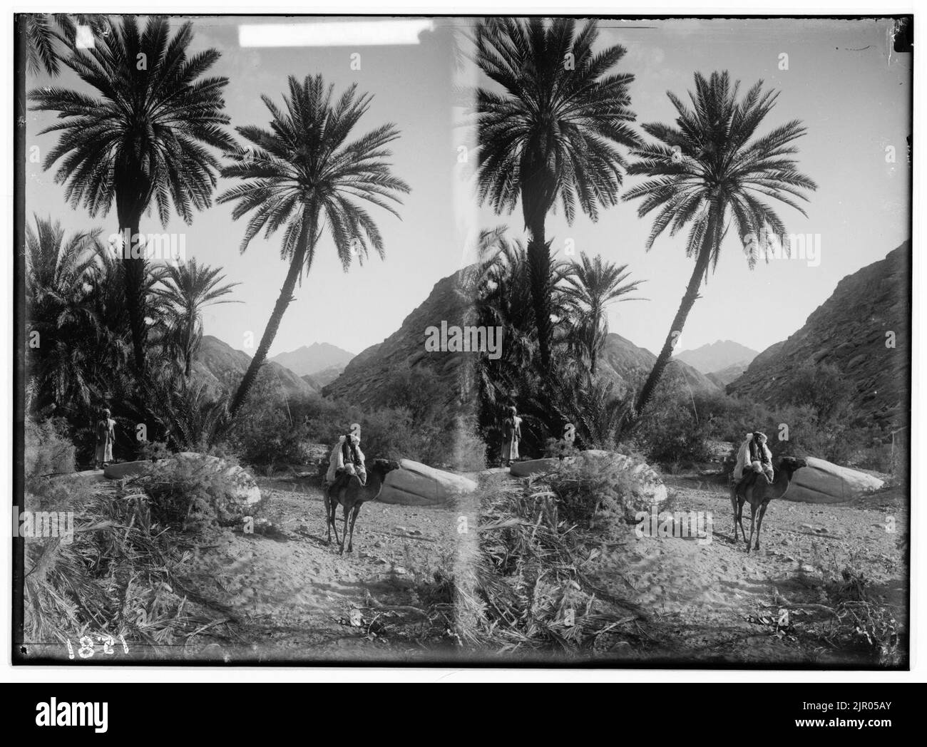 Zum Sinai, über das Rote Meer, Tor, und Wady Hebran. Malerische Palm Grove in Wady Hebran. Stockfoto
