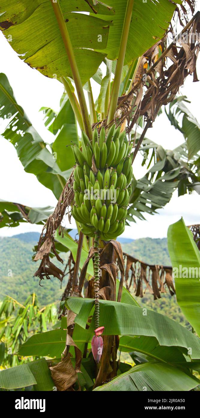 Wilder Bananenstrauch mit Blume, Musa acuminata Stockfoto