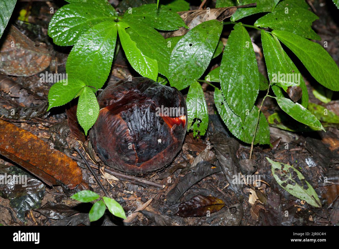 Rafflesia Knospen auf Waldboden, Rafflesia kerri, Cameron Highlands, Malaysia Stockfoto