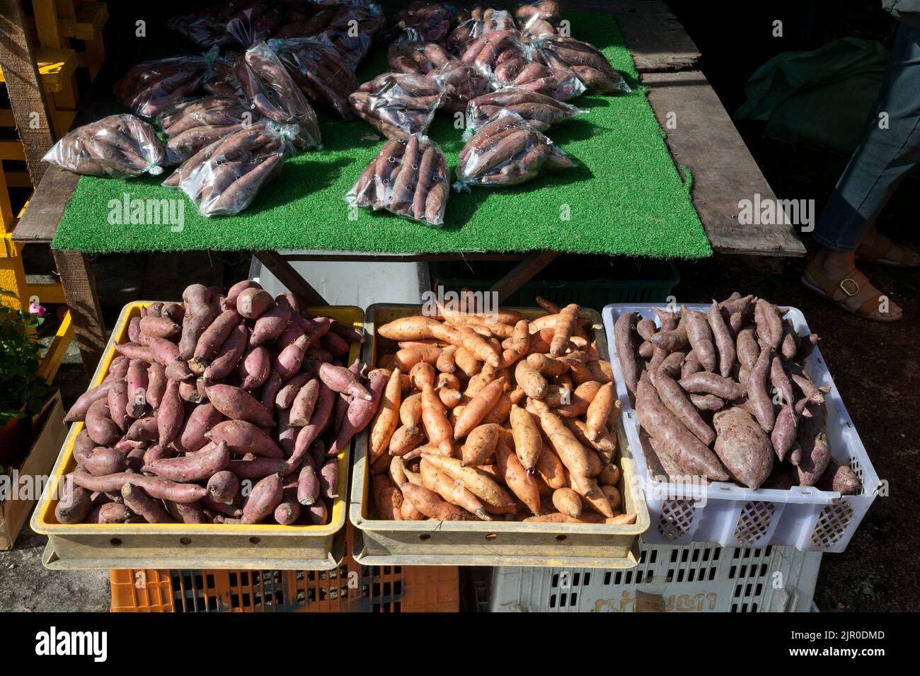Süßkartoffelsorten, Cameron Highlands, Malaysia Stockfoto