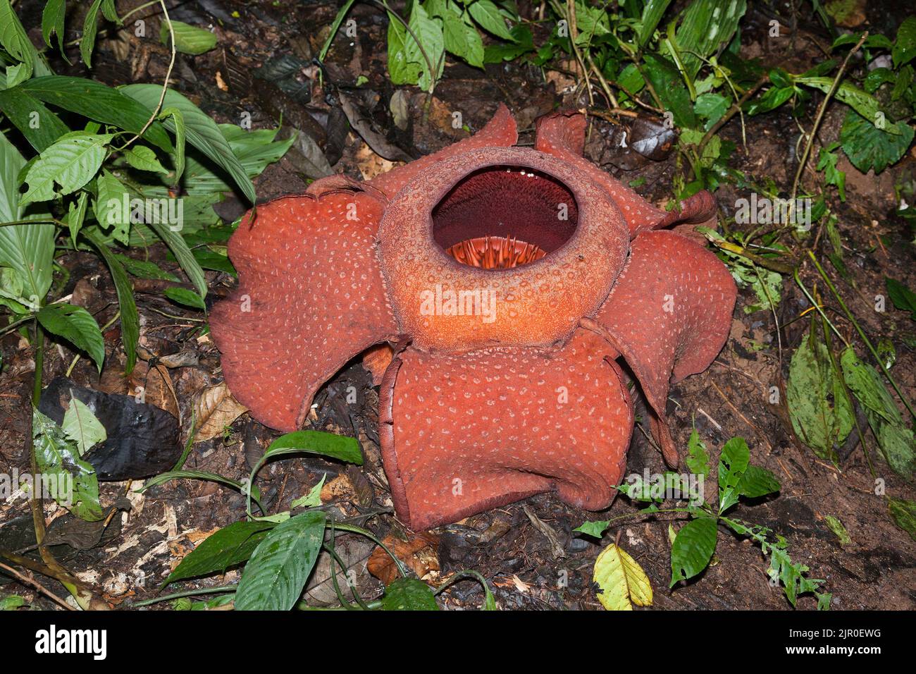 Rafflesia kerri Blume, Cameron Highlands, Malaysia Stockfoto