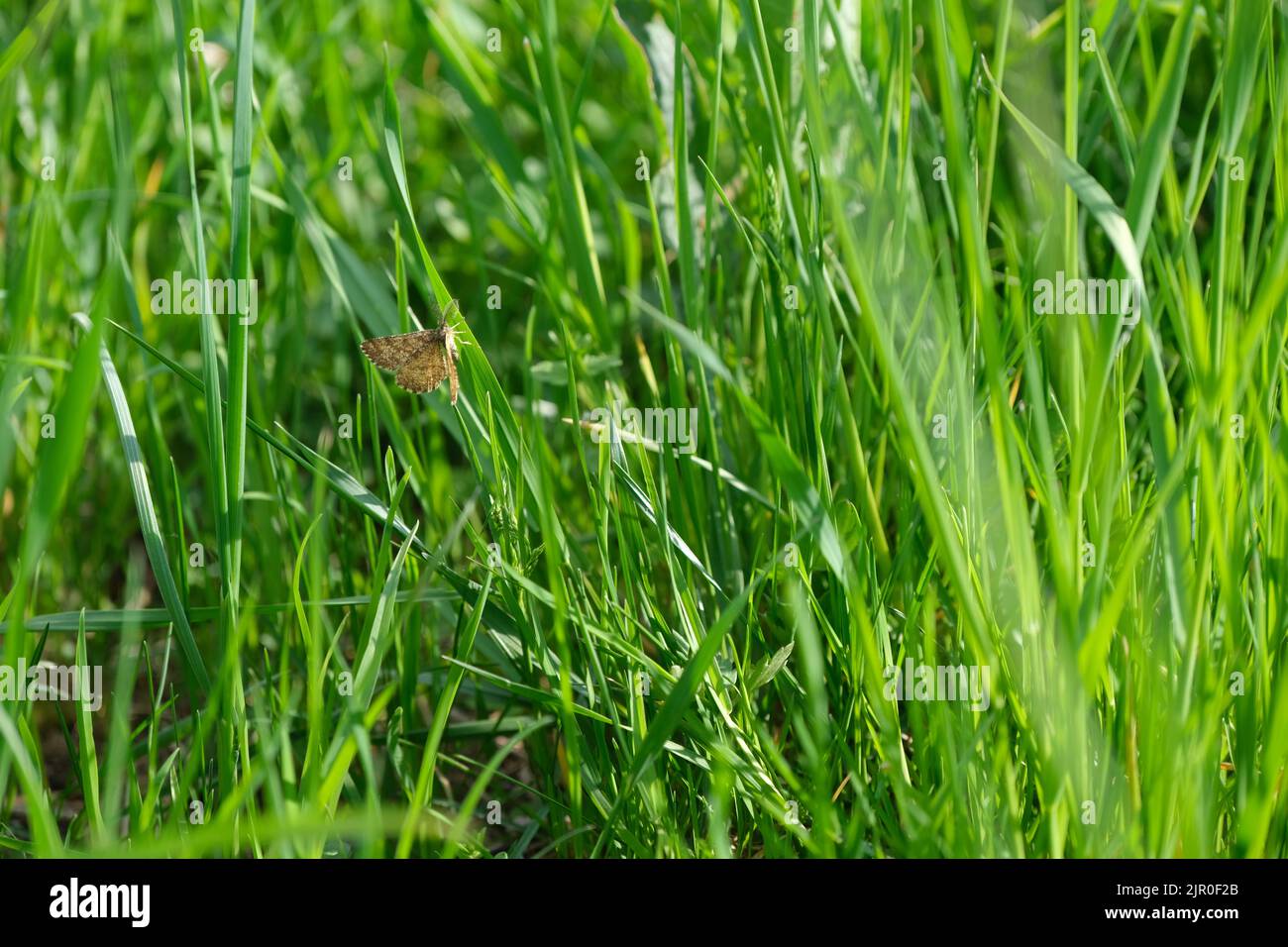 Kleiner brauner Schmetterling, gemeiner Heidemotte, der auf einem Grashalm ruht, schönes Grasland, Sonnenaufgang am frühen Morgen. Stockfoto
