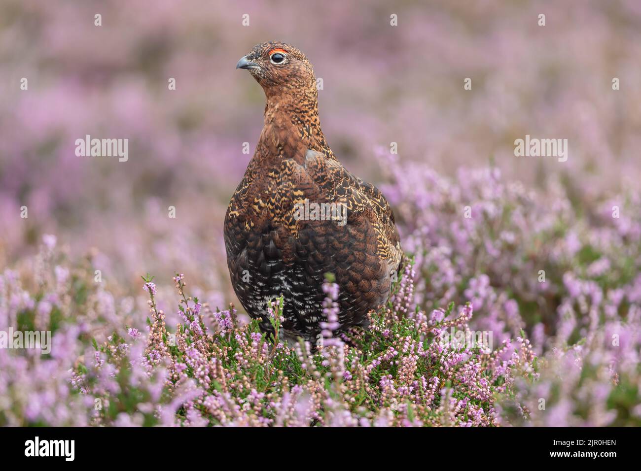 Nahaufnahme eines Rüden mit roter Augenbraue im Spätsommer, wenn die Heide in voller Blüte steht. Nach vorne zeigen. Wissenschaftlicher Name: Lagopus Lagopus. Stockfoto