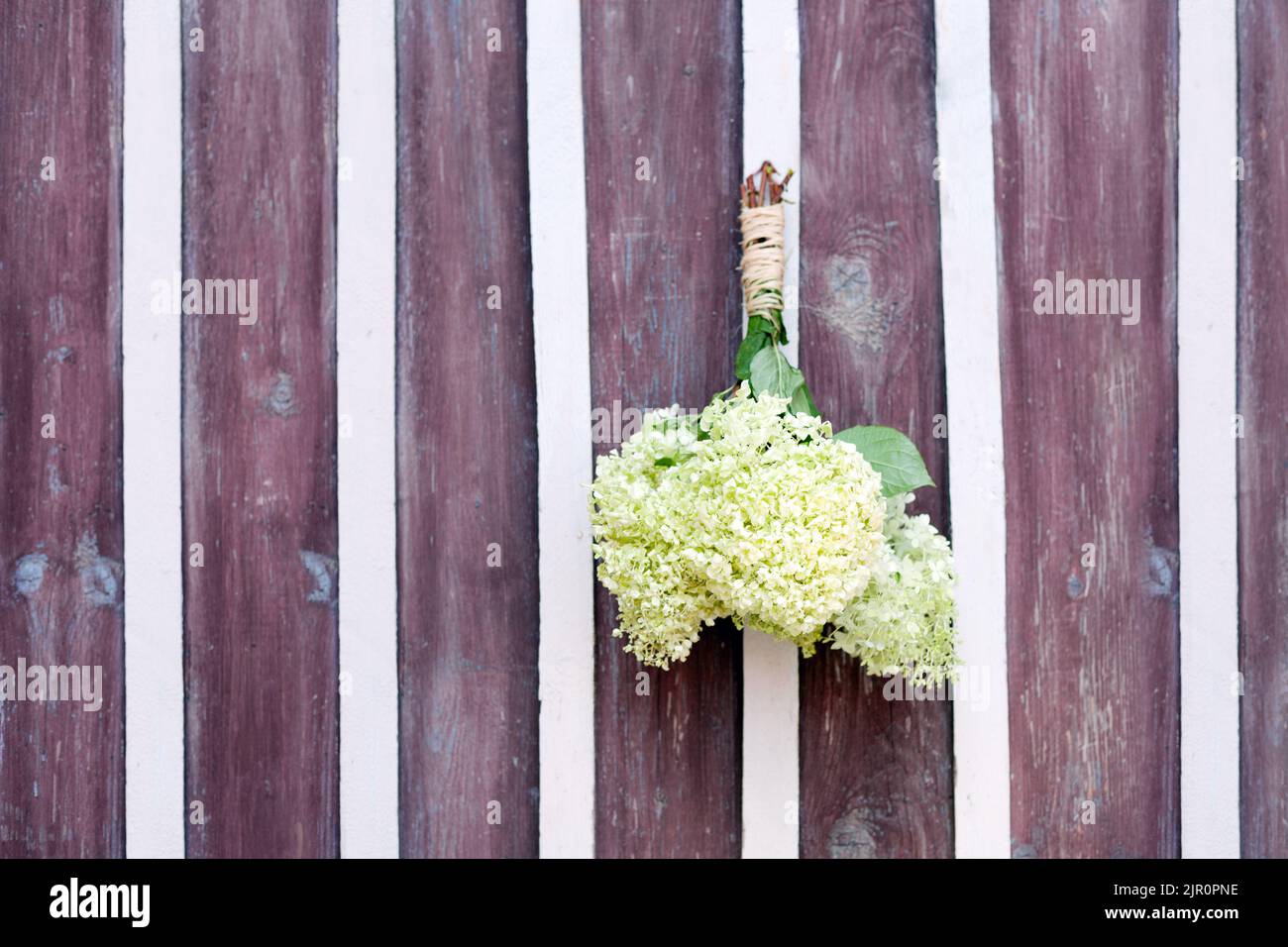 Weiße Hortensia Bouquet Dekoration Retro Holztür. Home Konzept. Grünliche Blumen und Blütenblätter Stockfoto