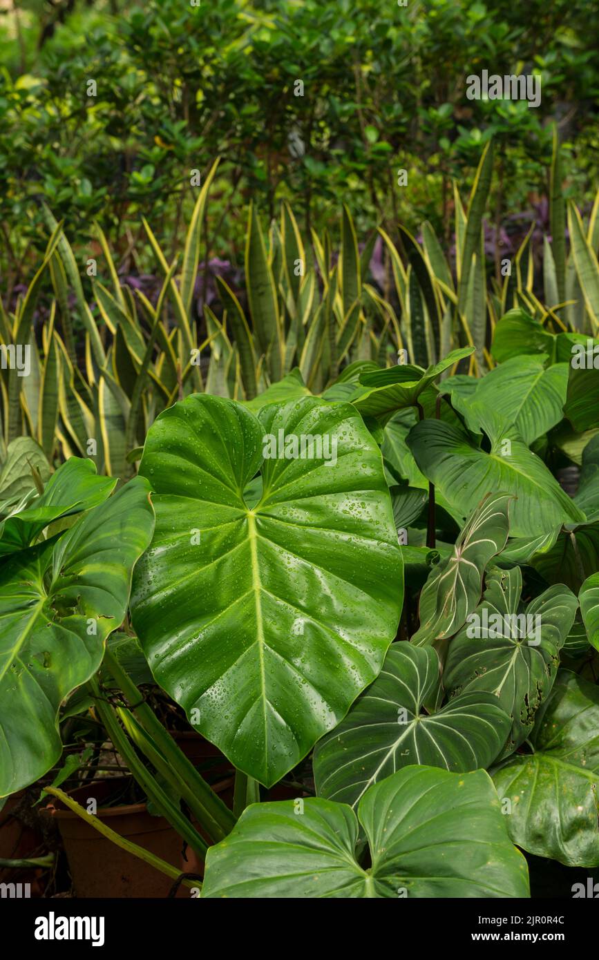 Pflanzen und Bäume wachsen in einem tropischen Gewächshaus - Stock Photo Stockfoto