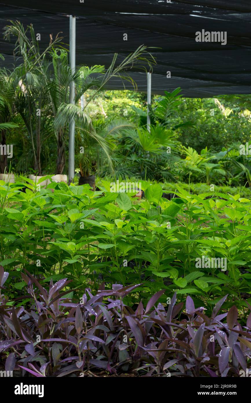 Pflanzen und Bäume wachsen in einem tropischen Gewächshaus - Stock Photo Stockfoto