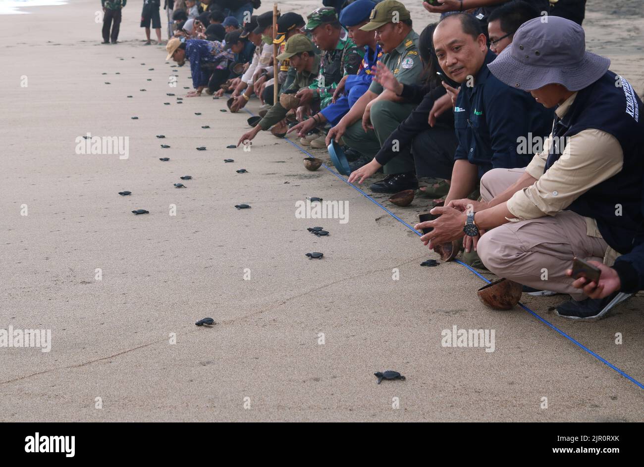 21. August 2022, Malang, Ost-java, Indonesien: Besucher veröffentlichen am 20. August 177 die vom Schildkrötenschutzzentrum BSTC (Bajulmati Sea Turle Convervation) am Bajulmati-Strand, Malang, Provinz Ost-Java, Indonesien, gerettete „Baby's olive ridley Sea turtleÂ“ (Lepidochelys olivacea), 2022.seit August 2022 hat die BSCT-Naturschutzgruppe 517 Olive ridley Sea turtleÂ und 477 Schildkröteneier freigegeben, die durch den illegalen Handel beschlagnahmt wurden und auf die Schlupf warten. Kredit: ZUMA Press, Inc./Alamy Live Nachrichten Stockfoto