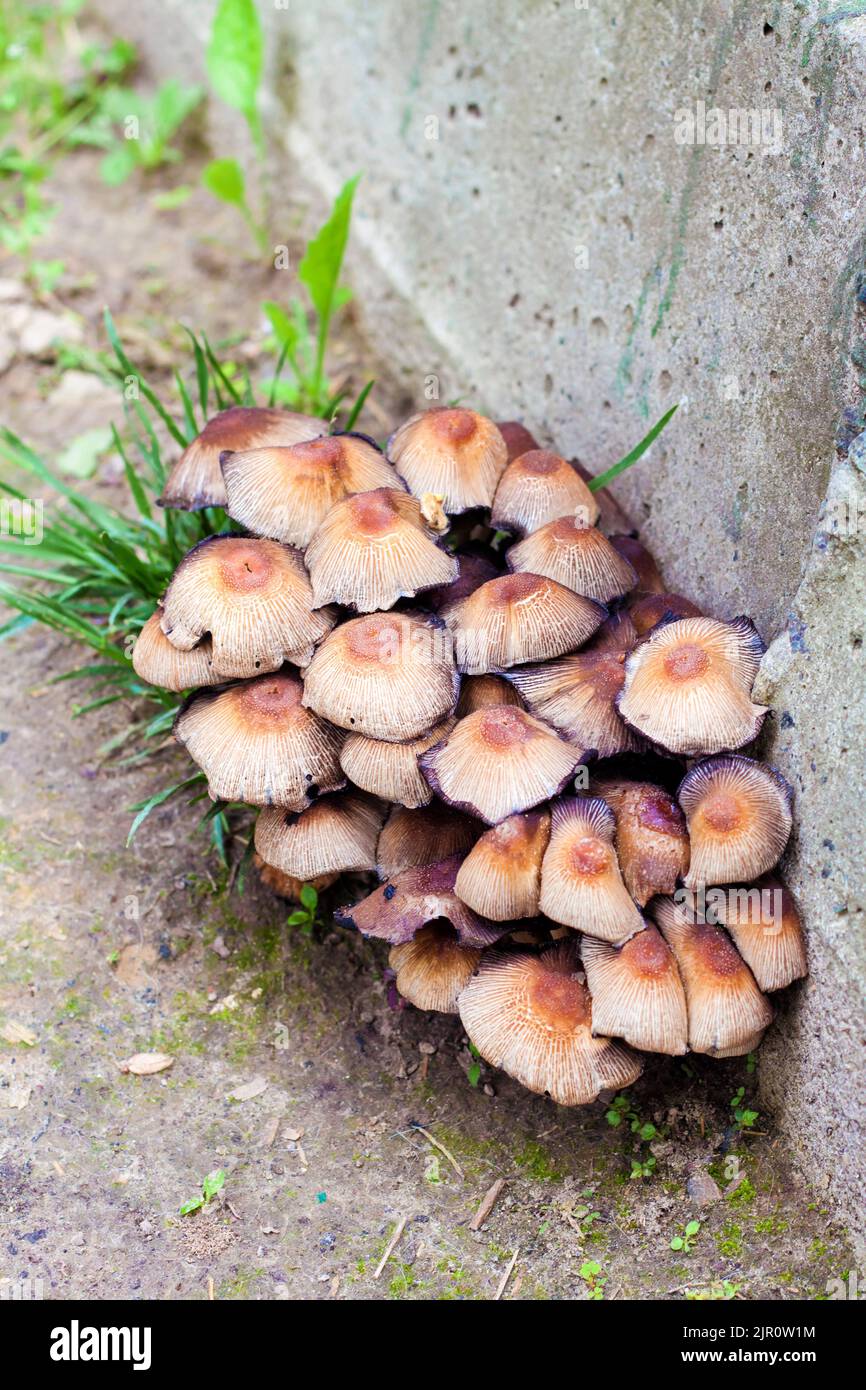 Fruchtkörper von glitzernden Inkcap-Pilzen (Coprinellus micaceus) In der Nähe der Betonwand Stockfoto