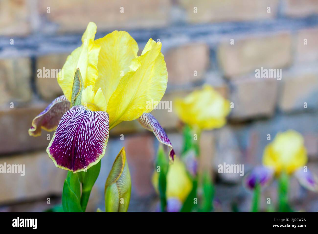 Blühende gelbe und violette Iris im Sommergarten Stockfoto