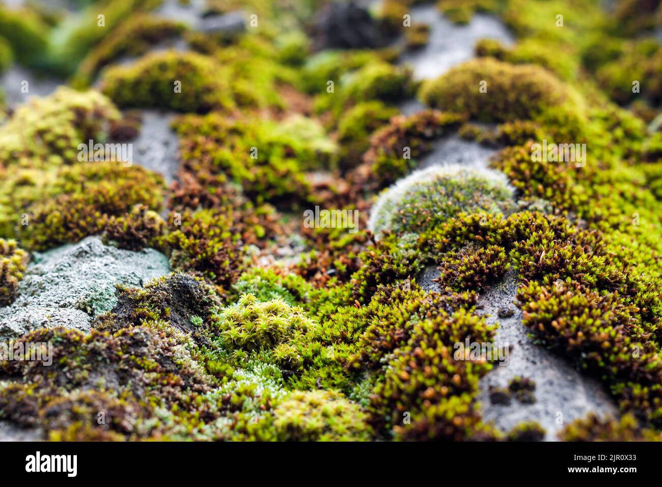 Nahaufnahme eines alten Schieferdachs, das nach dem Regen mit grünem Moos bedeckt war. Grüne Moos-Textur, natürlicher Hintergrund Stockfoto
