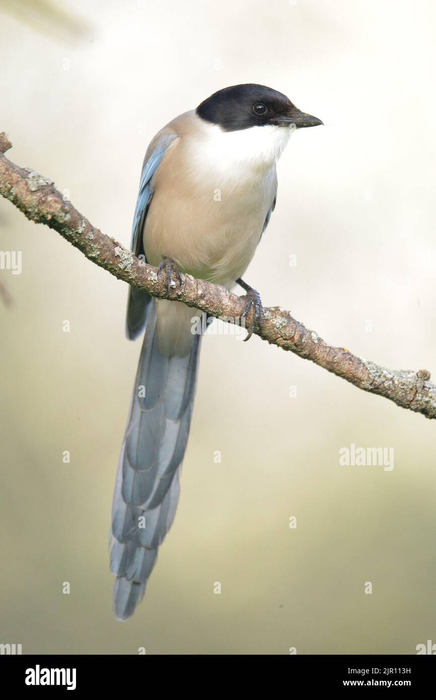 Iberische azurblaue Elster auf einem Zweig mit weichem neutralem Hintergrund in Fresnedillas de la Oliva, Madrid, Spanien Stockfoto
