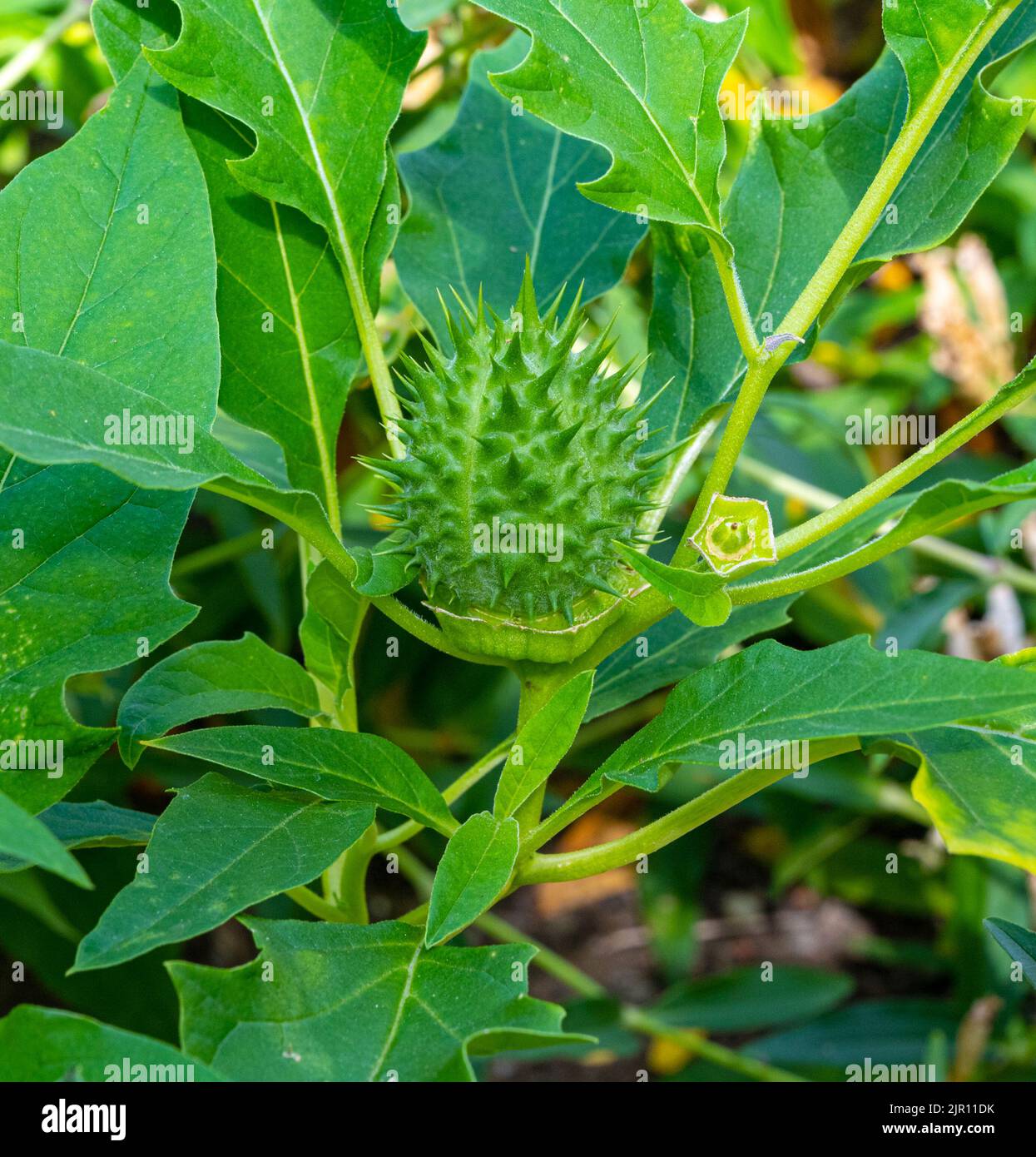 Datura stramonium, bekannt unter den gebräuchlichen Namen Jimson Weed oder Datura, ist eine Pflanze aus der Familie der Solanaceae (Nachtschattengewächse) Stockfoto