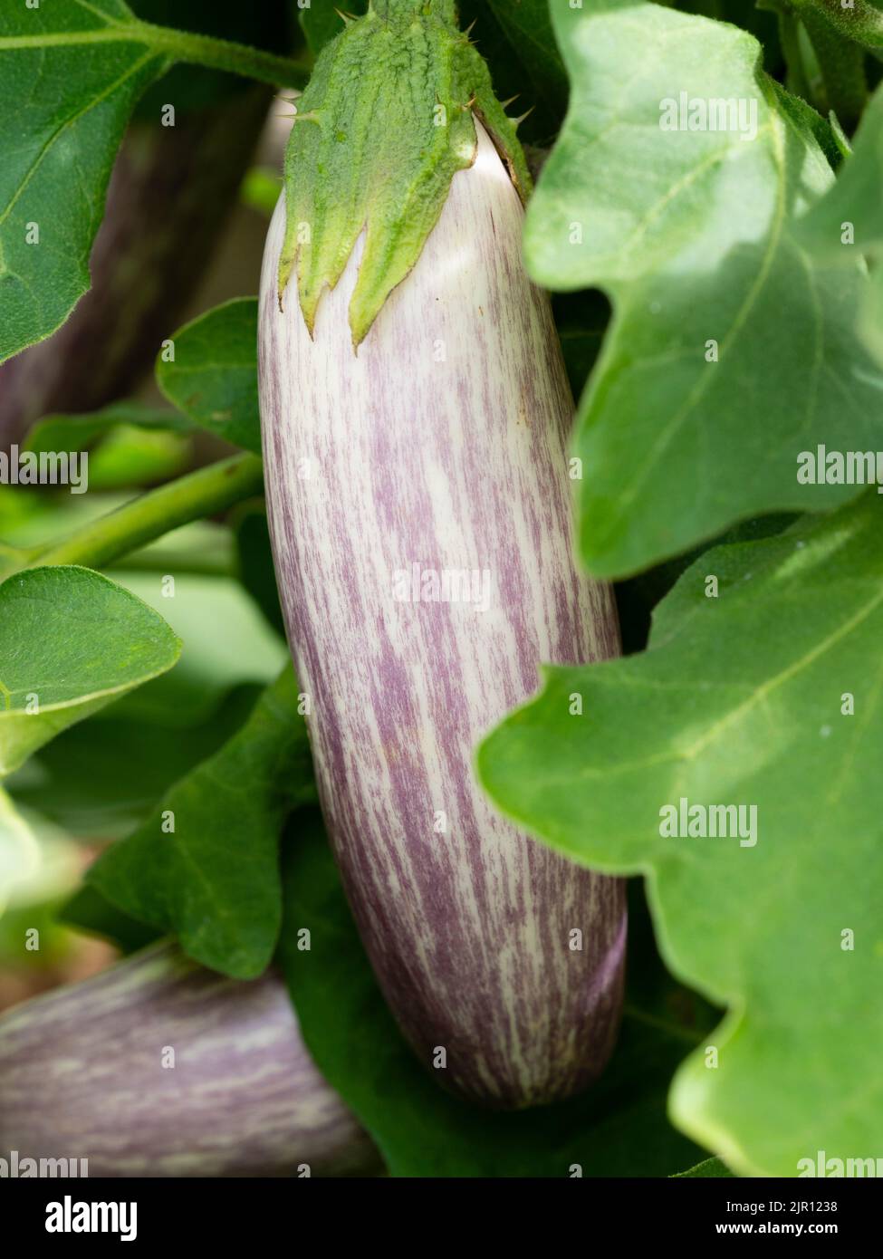 Lila gestreifte weiße Frucht der zarten Aubergine, „Jewel Marble“, Solanum melongena Stockfoto