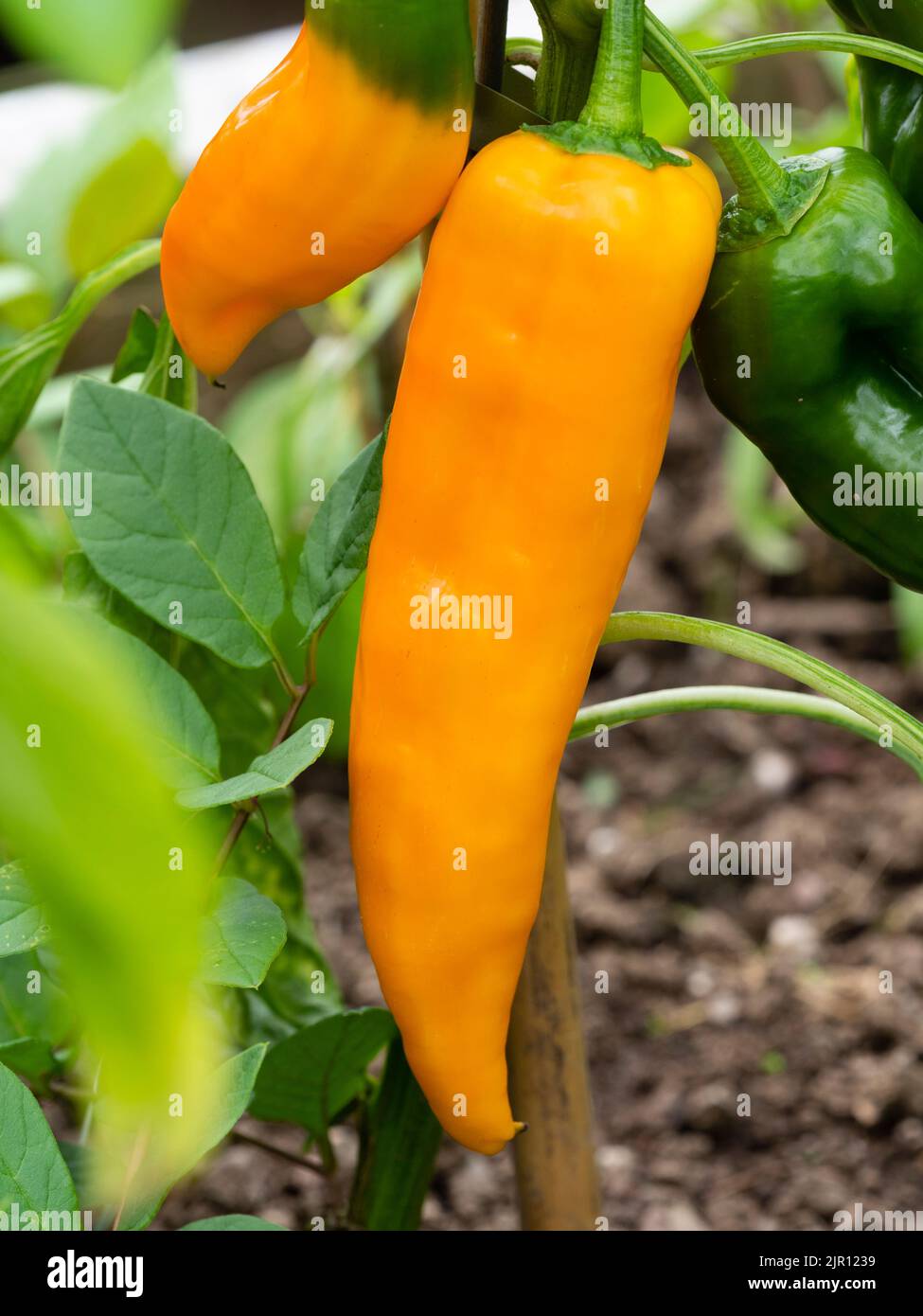 Gelborange, längliche Sommerfrucht des zarten Paprikas, Capsicum annuum 'Astor' Stockfoto