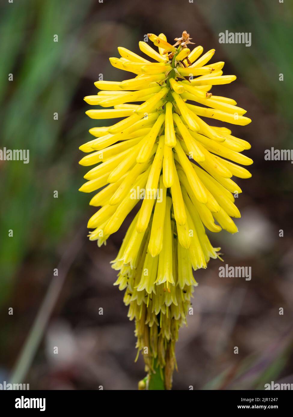 Spätsommer blühender Stachel, bekleidet mit röhrenförmigen gelben Blüten der winterharten Fackellilie, Kniphofia 'Wrexham Buttercup' Stockfoto