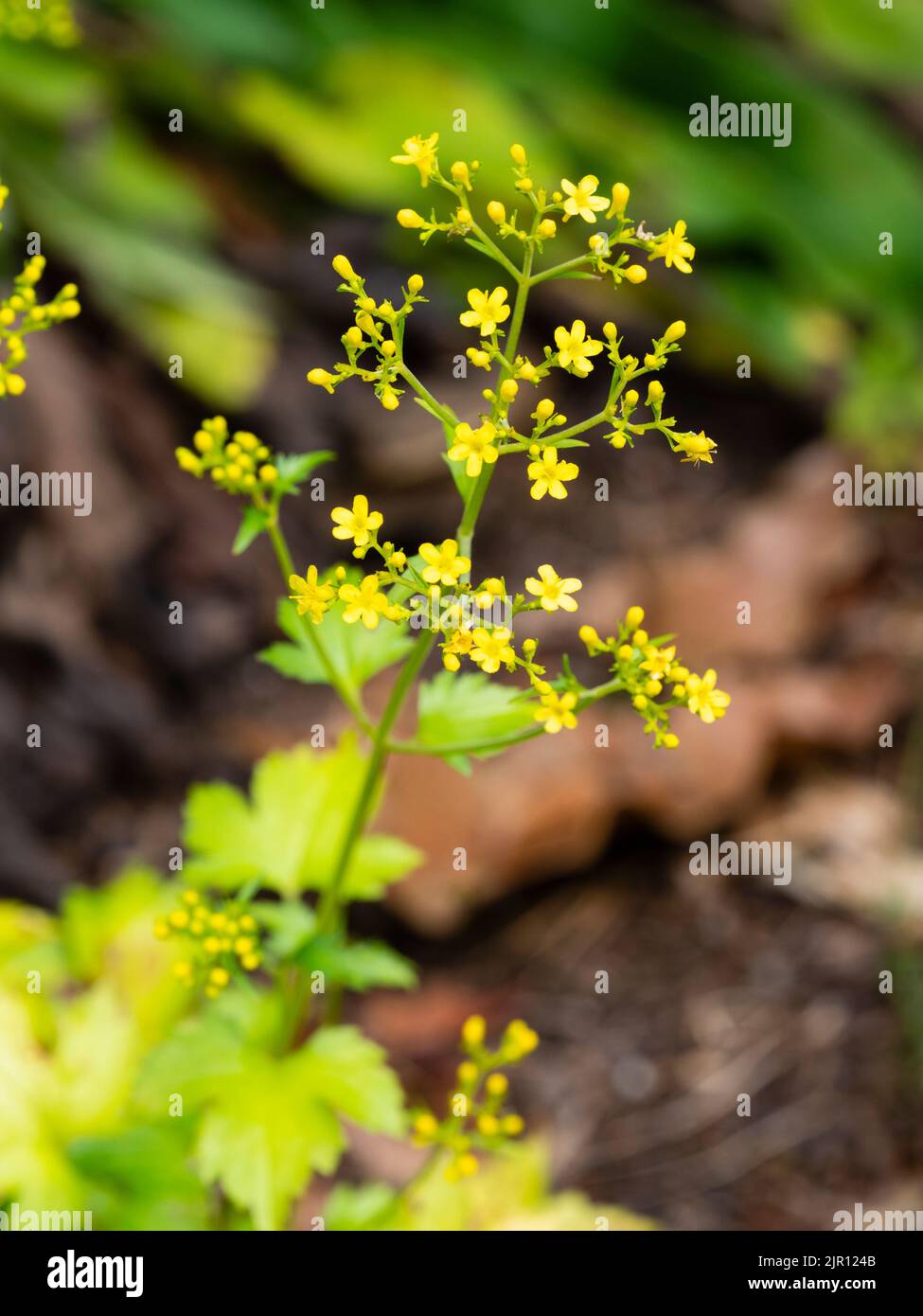 Kleine gelbe Blüten im Sommer blühende Köpfe der japanischen mehrjährigen Waldpflanze, Patrinia triloba Stockfoto
