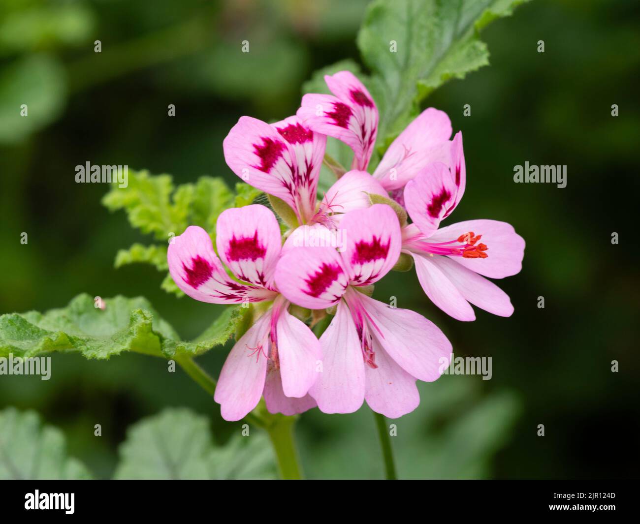 Dunkelkehlige blassrosa Sommerblumen des duftenden, blättrigen Palargonium „Royal Oak“ Stockfoto