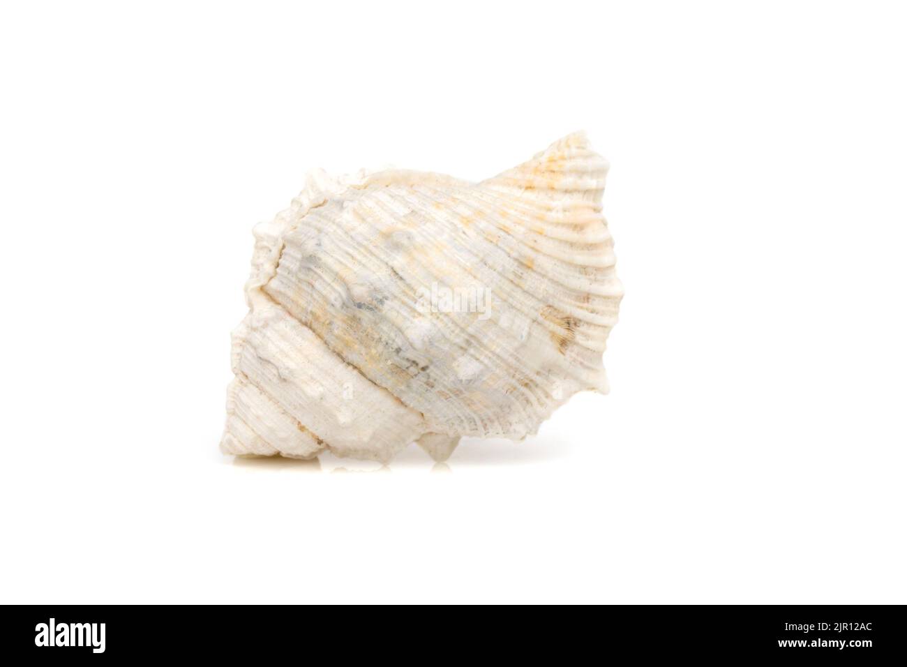 Bild von weißen Muschelschalen auf weißem Hintergrund. Unterwassertiere. Muscheln. Stockfoto