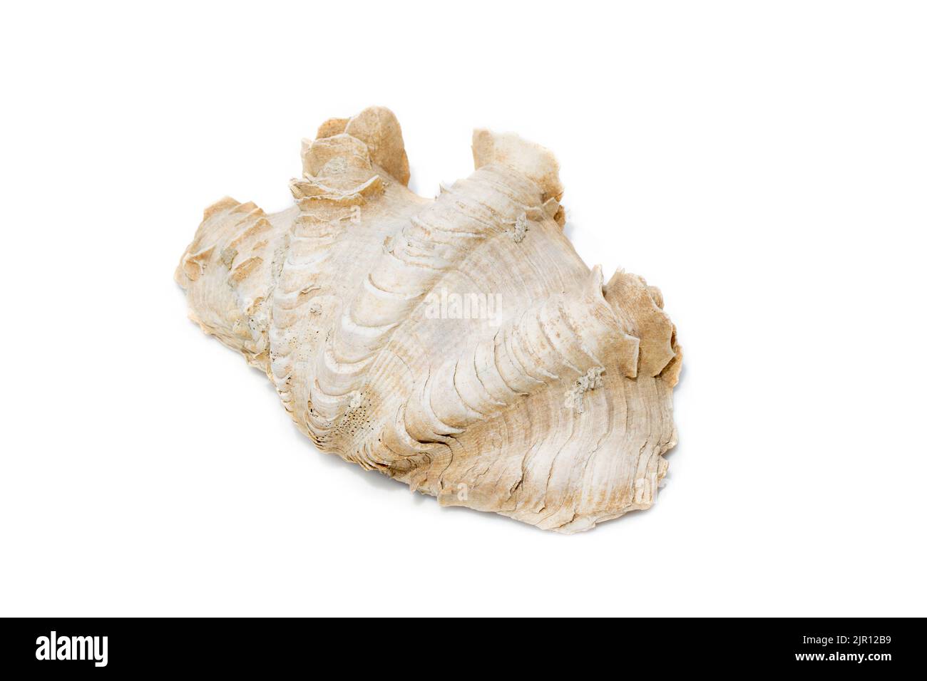 Abbildung der Krokus-Riesenmuschel (Tridacna crocea) auf weißem Hintergrund. Muscheln. Unterwassertiere. Stockfoto