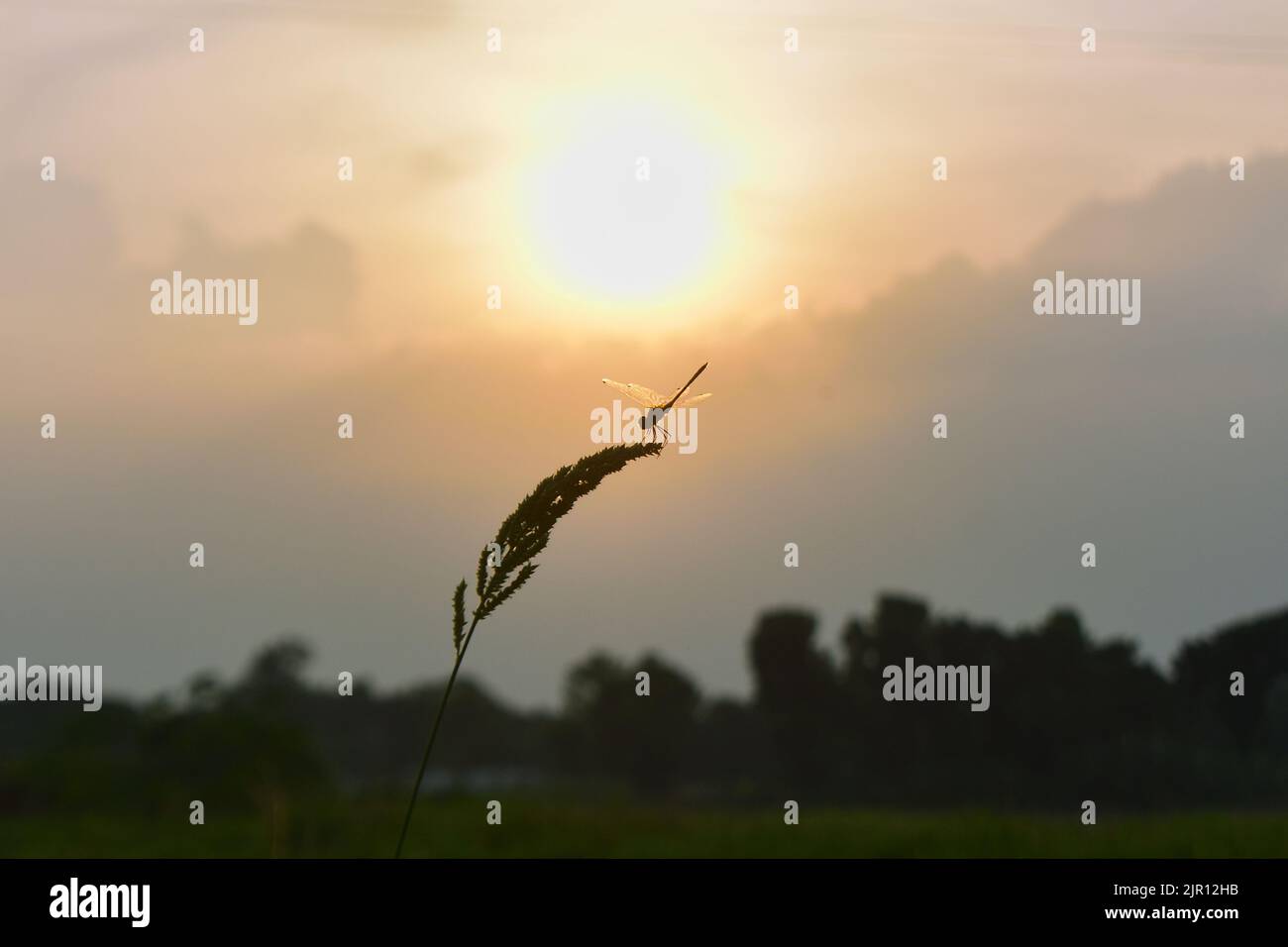 Direkt unter der Sonne fliegt ein Drache auf einer Reispflanze Stockfoto