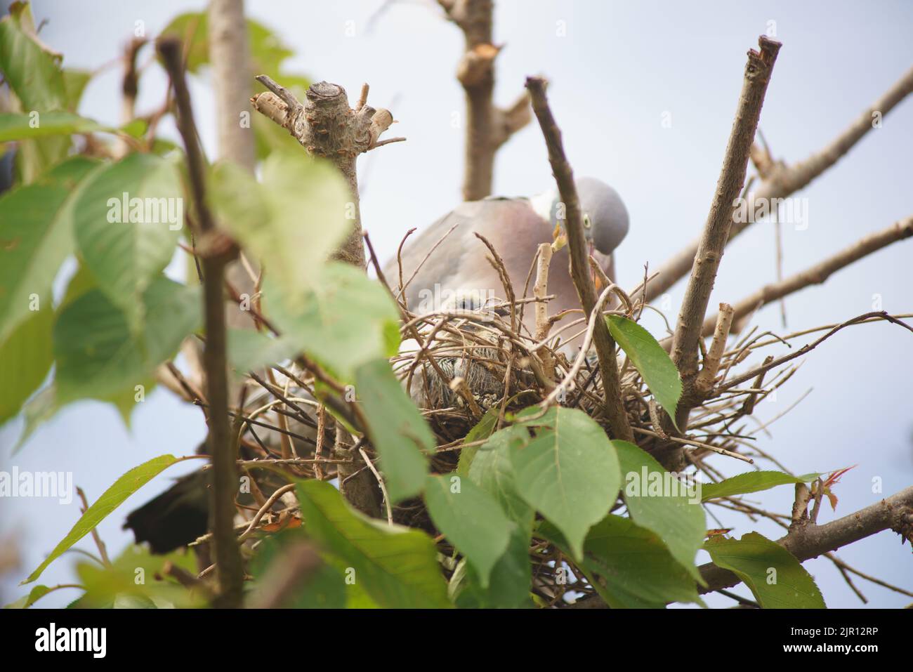 August 21 2022 Maidenhead, Nachbarn sagen, dass diese Waldtaube seit zwei Wochen brütet, ohne das Nest zu verlassen. Tauben haben eine sehr lange Brutzeit, obwohl ihre Hauptbrüterzeit zwischen April und Oktober liegt. Nach der Gründung werden die Waldtauben Jahr für Jahr, wenn möglich, zum gleichen Nest zurückkehren. Der Baum wurde beschnitten und das Nest freigelegt, und dennoch hat die Taube es weiter benutzt. Bridget Catterall/Alamy Live News Stockfoto