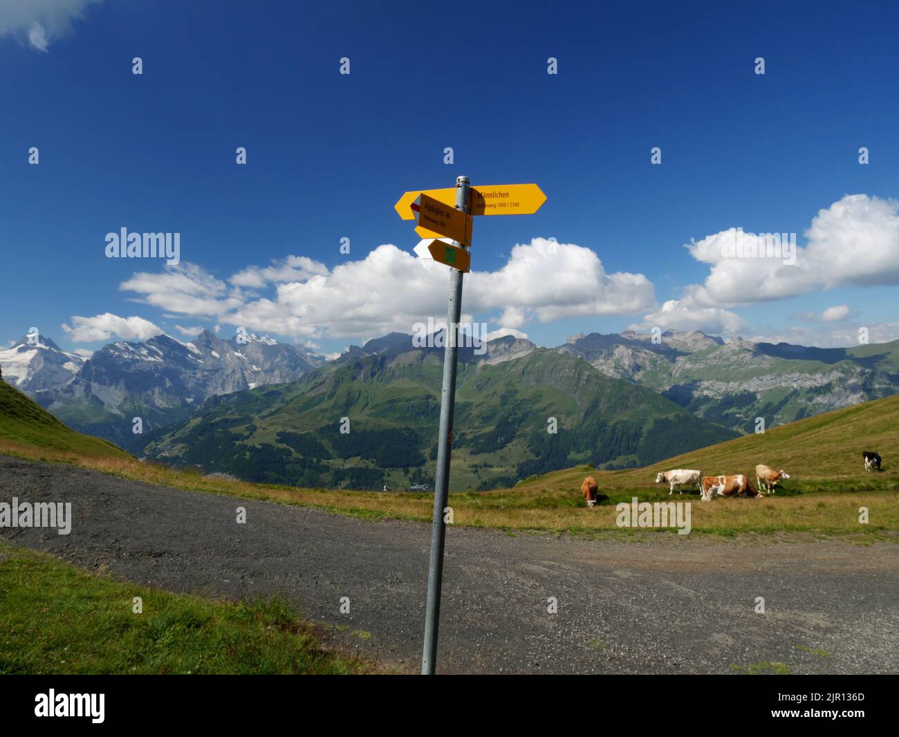 Kühe weiden am Wanderweg Mannlichen, Wengen, Berner Oberland, Schweiz. Stockfoto